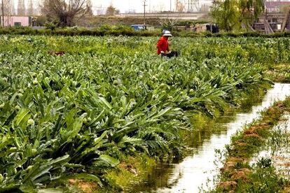 Cultivo de alcachofas en el Parque Agrario del Llobregat, Barcelona.