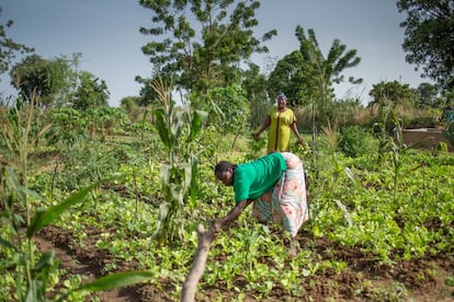 <p>En África, son cada vez más las personas que ven la agroecología como una solución para alcanzar la soberanía alimentaria. En algunas localidades del país, la implementación de este tipo de cultivo ha logrado aumentar hasta un 18% los ingresos familiares y ha duplicado el número de familias que pueden comer tres platos al día. Un caso de éxito se ha dado en Beo-Neere, en Burkina Faso.</p>

<p> “Lo que es seguro es que la población crece, el suelo se degrada y la biodiversidad disminuye muy rápido. La agroecología es la única agricultura que permite un desarrollo sostenible dentro del continente africano. Todavía no hay mucho apoyo político, pero la sociedad civil está cada vez más organizada” afirma Alice Rouault, coordinadora de Terre y Humanisme. Esta es una organización francesa con sede en Burkina Faso que se encarga de promover la agroecología en África mediante la formación y el apoyo logístico, financiero e institucional a pequeñas organizaciones locales. Una de ellas es Beo-Neere, una granja escuela situada a pocos kilómetros de Ouagadougou, la capital burkinesa. En la imagen, una mujer cultiva vegetales en uno de los huertos de la granja. </p>
					
	

