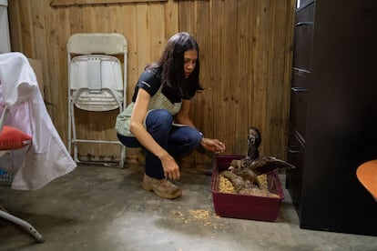 La veterinaria Grecia Marquís hace un chequeo a una cría de gavilán durante su proceso de rehabilitación.