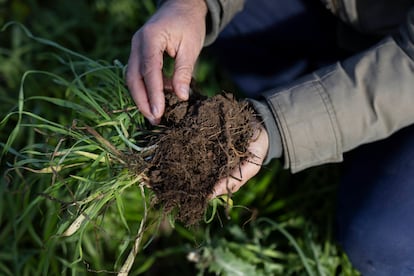 Arriba, el investigador Marc Gràcia coge tierra de una finca cercana; abajo, tierra de su huerto, en la finca Mas Planeses (Girona).