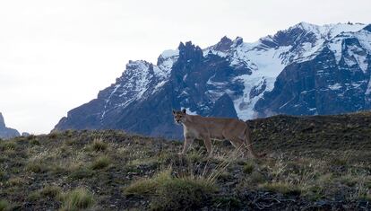 Un puma, en 'Panteras, la serie'.