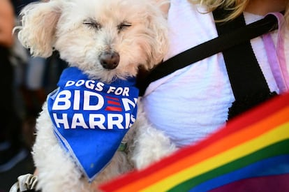 Cachorro de uma eleitora democrata com um lenço onde se lê uma mensagem de apoio a Biden e Harris.