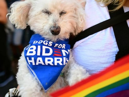 Cachorro de uma eleitora democrata com um lenço onde se lê uma mensagem de apoio a Biden e Harris.