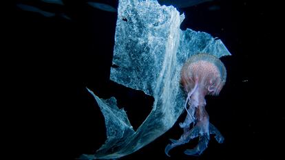 Acalefo luminoso (Pelagia noctiluca) y plástico. Puerto de Santa Maria Salina en las Islas Eolias de Sicilia, Italia.