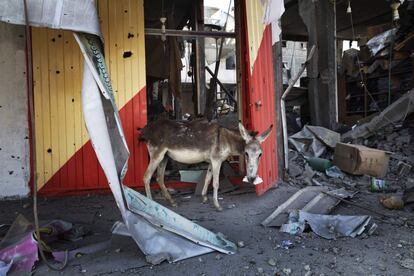Un burro come un pedazo de plástico junto a un edificio bombardeado por tropas israelíes en la ciudad de Beit Hanun, al norte de la Franja de Gaza, el 26 de julio de 2014.