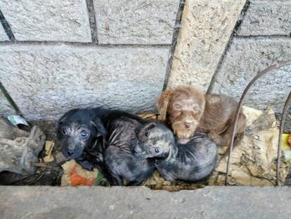 Tres de los seis cachorros rescatados.