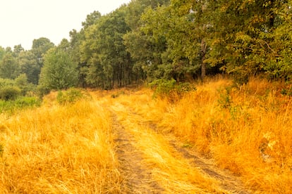 Estado de un sendero rural en las proximidades del Lago de Sanabria.