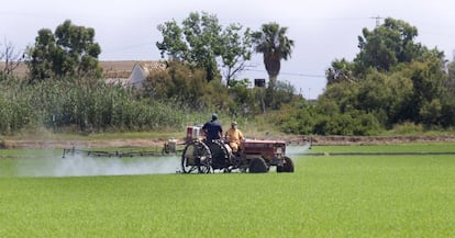 Dos agricultores trabajan en un arrozal en España. EFE/Archivo