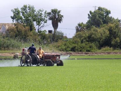 Dos agricultores trabajan en un arrozal en España. EFE/Archivo