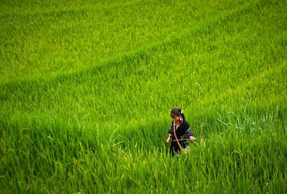 Una niña de la etnia Black Hmong recogiendo hojas en uno de los arrozales que componen el característico paisaje del valle de Sapa, en el norte de Vietnam.