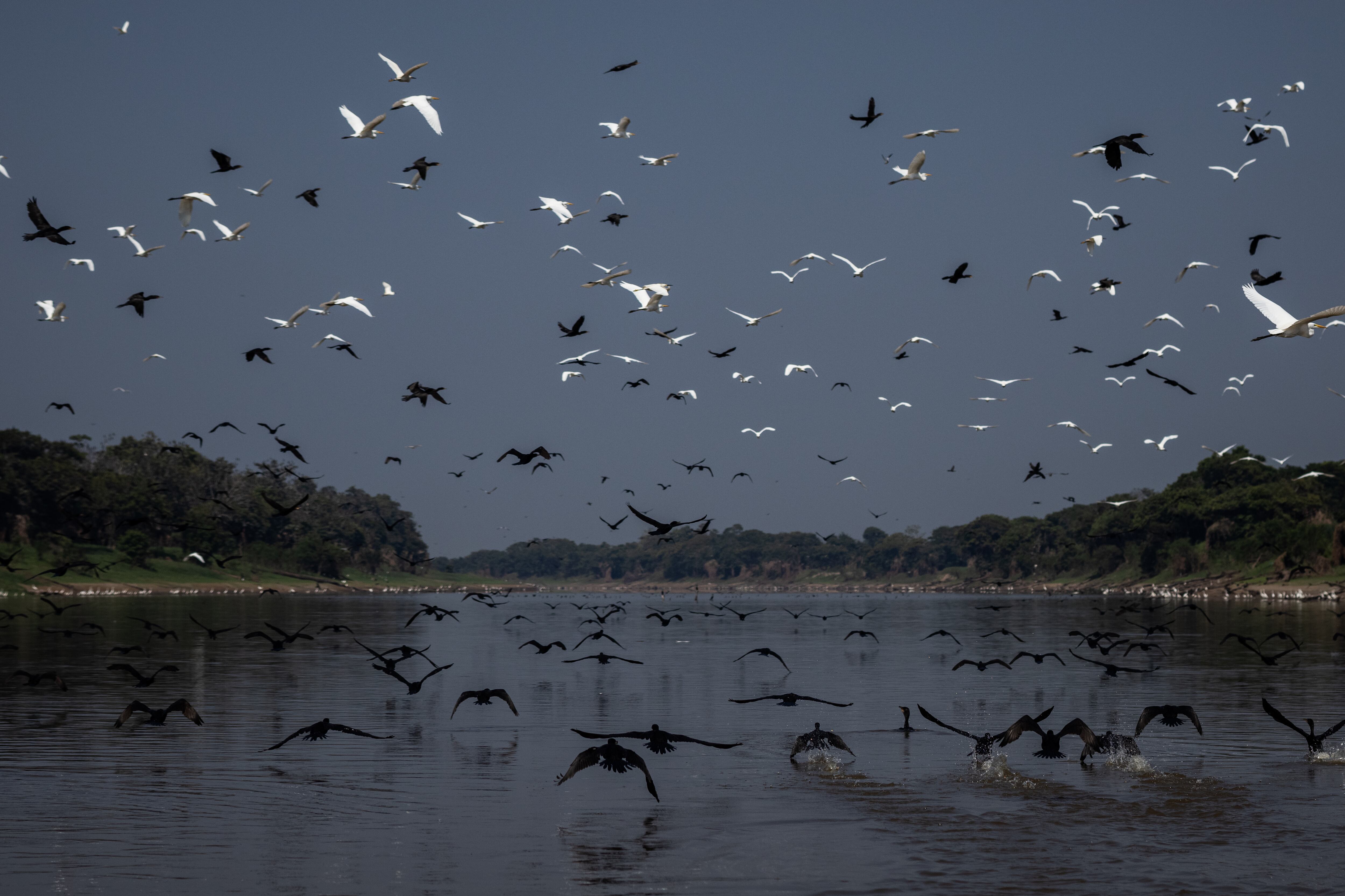 Una bandada de garzas y patos salvajes en aguas poco profundas de la Reserva de Desarrollo Sostenible Lago de Piranha en Manacapuru, el 27 de septiembre.