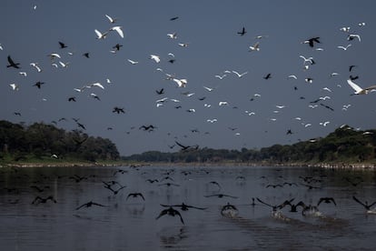 A flock of herons and wild ducks in the shallow waters of the Lago de Piranha Sustainable Development Reserve, in Manacapuru, on September 27, 2023.