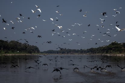 Una bandada de garzas y patos salvajes en aguas poco profundas de la Reserva de Desarrollo Sostenible Lago de Piranha en Manacapuru, el 27 de septiembre.