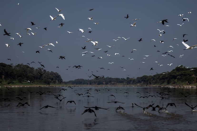 Severe droughts push the Amazon to its limit ‘We don’t