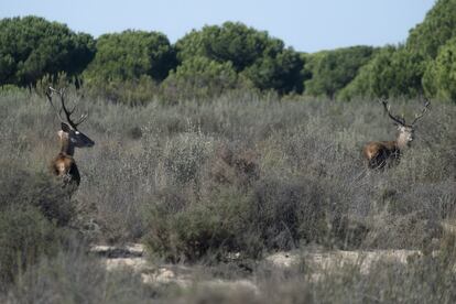 Dos ciervos en las cercanías de la laguna Dulce, dentro del Parque Nacional de Doñana.