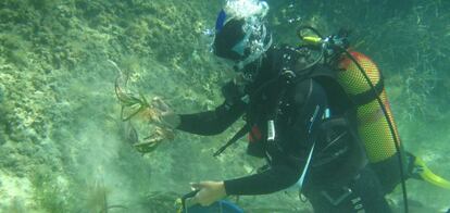 Un buzo realiza la recolecci&oacute;n de fragmentos de posidonia para su plantaci&oacute;n en cultivo.