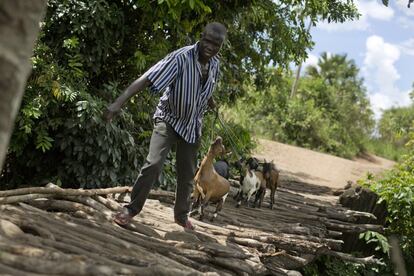 Un hombre se adentra en el norte de Uganda con sus cabras cerca de Busia (Sudán del Sur).