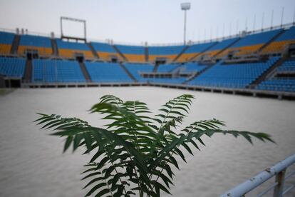 Una planta crece en el estadio de voleibol de playa.