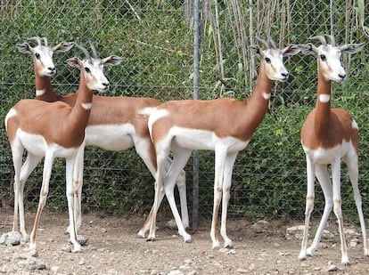 Dama gazelles in Almería 50 years after the rescue operation.