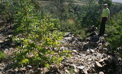 Parapeto defensivo del Coto dos Castros, en el l&iacute;mite entre Mondo&ntilde;edo y Lourenz&aacute;, destruido por m&aacute;quinas y replantado de eucalipto.