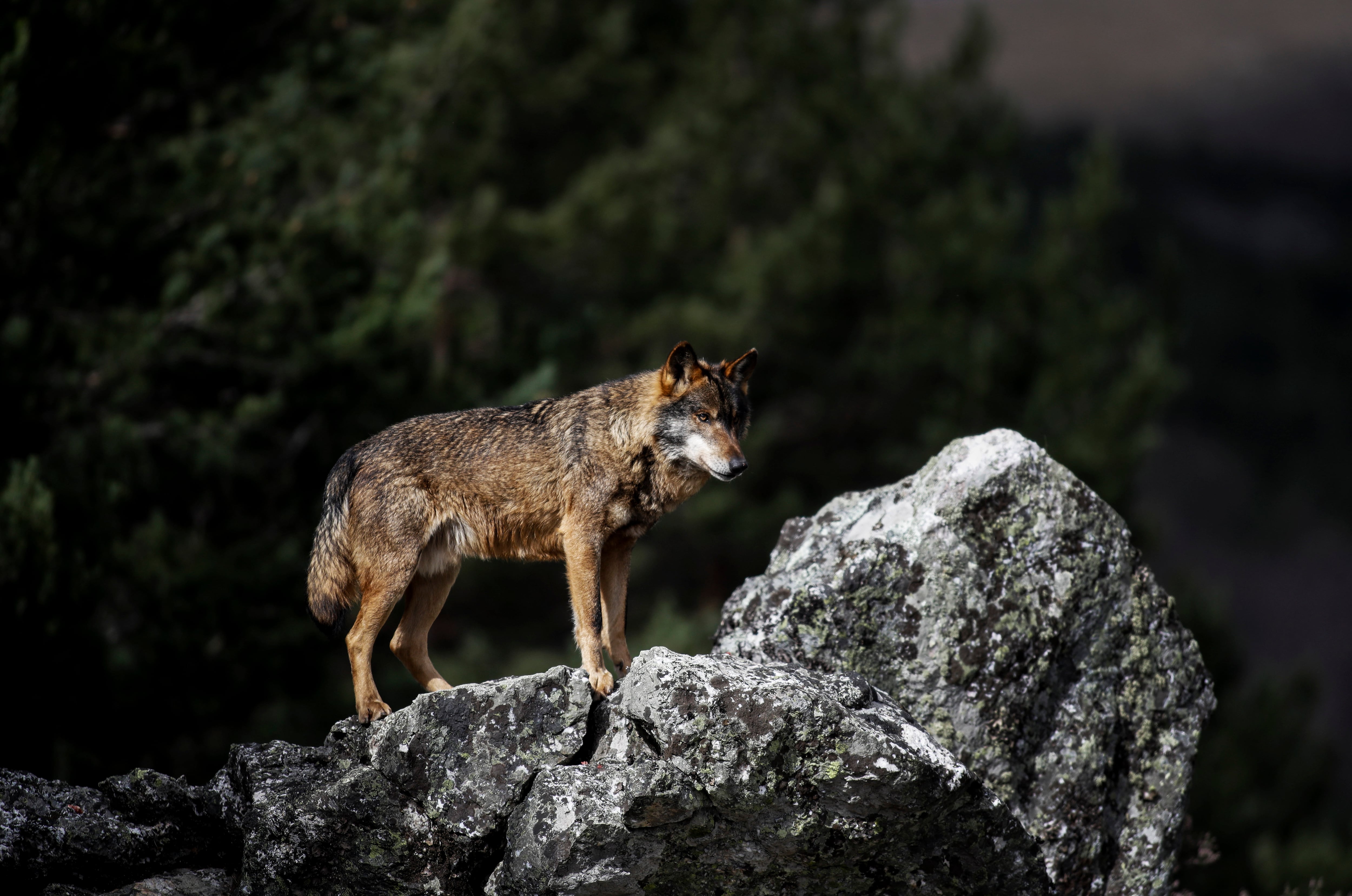 Lobo en la Sierra de la Culebra en semilibertad, en el Centro del lobo ibérico de Castilla y León Félix Rodríguez de la Fuente en Robledo, Puebla de Sanabria.