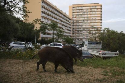 Porcs senglars fotografiats en un barr d'Ajaccio, a Còrsega.