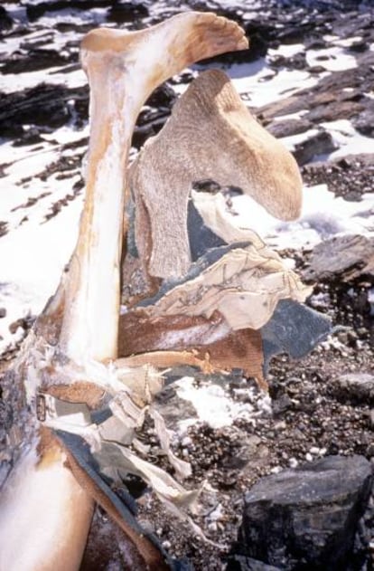 El cuerpo petrificado de un escalador fallecido en 1999 en el Everest.