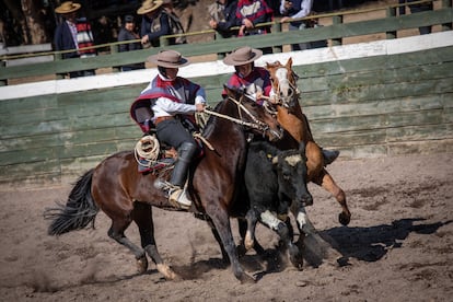 Los caballos embisten con sus patas delanteras el lomo del novillo.