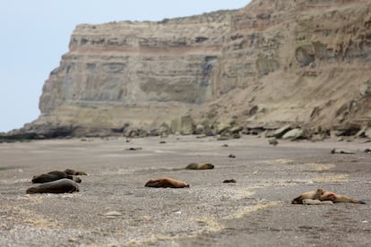 Avian flu in Argentine sea lions