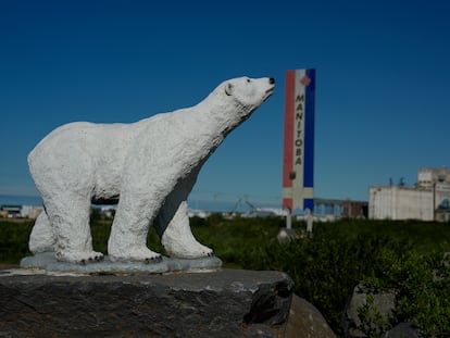 Osos polares en Canadá
