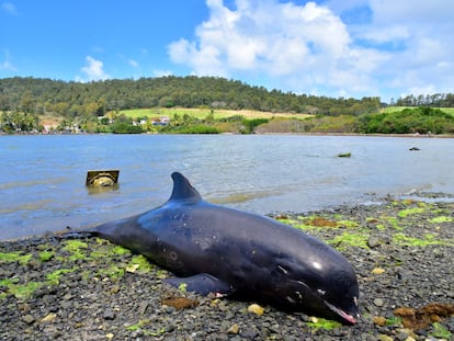 El cadáver de un cetáceo yace varado en la zona de Grand Sable, en isla Mauricio, este miércoles 26 de agosto.