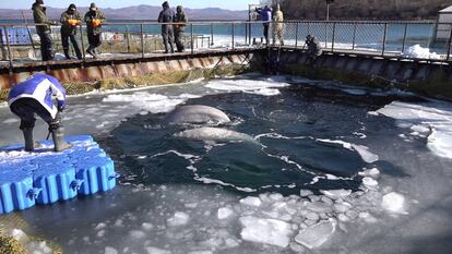 Varias ballenas en el corral marino en la bahía de Srednyaya en una foto tomada por la ONG Sakhalin Environment Watch a finales de enero.