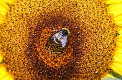 Una abeja se posa sobre un girasol en los jardines botánicos Palmengarten en Frankfurt (Alemania), este lunes.