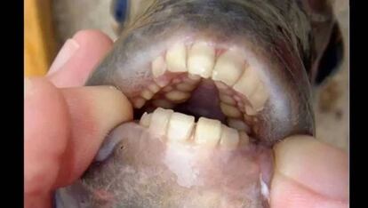 Dentadura de un pacú de vientre rojo.