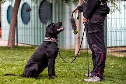 Lía atiende a Jesús Martín durante un entrenamiento para el test de sociabilidad de la Real Sociedad Canina Española. 