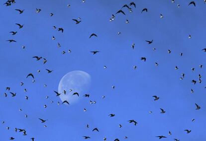 Bandadas de aves zancudas pasan delante de la luna llena mientras vuelan sobre la costa de Norfolk, Reino Unido.