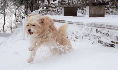 Un perro disfruta de la nueve monta&ntilde;a de Lugo en O Cebreiro. 