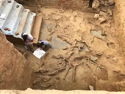 El patio sacrificial del edificio tartésico del Turuñuelo (Badajoz), con los esqueletos de caballos.