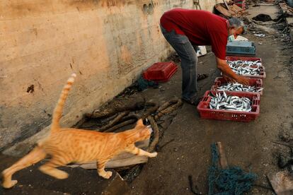 Un pescador recoge sus capturas mientras un gato pasa junto a él en el puerto de Gaza.