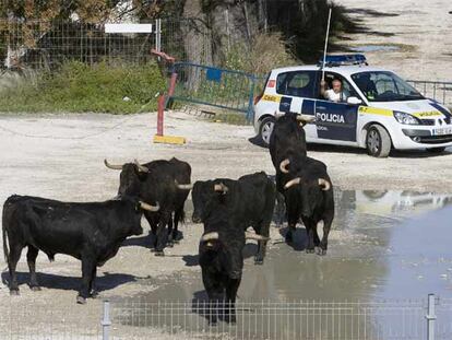 Un vaquero desde un vehículo de la Policía Local intenta conducir a los toros que se escaparon por las calles de Cádiz.