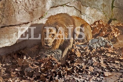 Um leão ataca um homem que entrou na zona dos felinos do zoo de Barcelona.