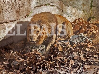 Um leão ataca um homem que entrou na zona dos felinos do zoo de Barcelona.