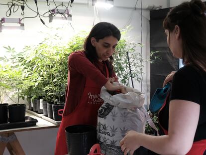 Valeria Salech y Julieta Molina, dos mujeres que trabajan con el colectivo Mamá Cultiva, transplantan marihuana, en la ciudad de Buenos Aires.