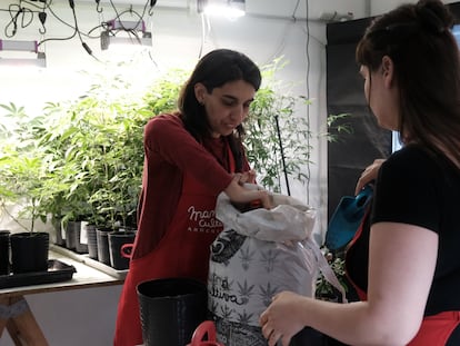 Valeria Salech y Julieta Molina, dos mujeres que trabajan con el colectivo Mamá Cultiva, transplantan marihuana, en la ciudad de Buenos Aires.