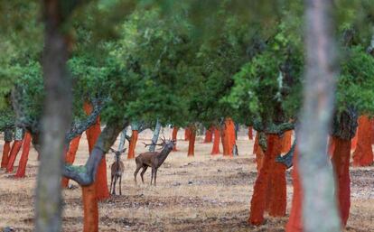 Ciervos entre alcornocales en la sierra de San Pedro.