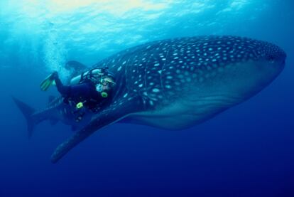 Un submarinista bucea junto a un tiburón ballena en la isla de Darwin.