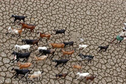 Un pastor conducía ayer su rebaño de cabras, en busca de agua, por un embalse seco de Hyderabad, en el sur de  India.