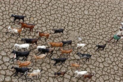Un pastor conducía ayer su rebaño de cabras, en busca de agua, por un embalse seco de Hyderabad, en el sur de India.