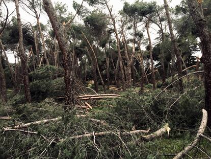 Una zona boscosa de la Casa de Campo muestra el alcance de la destrucción provocada por la nevada del mes pasado.