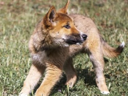 El ADN revela que el perro recogido en un jardín vallado de Australia, es un animal autóctono en peligro de extinción
